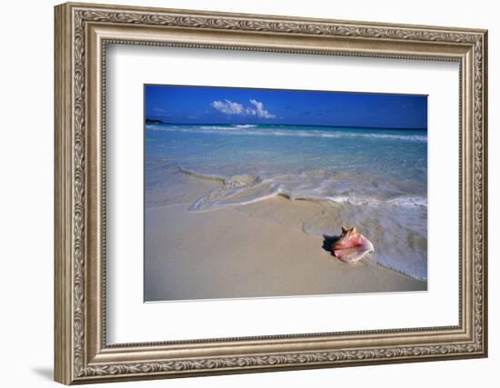 Conch Shell on Quiet Beach-Randy Faris-Framed Photographic Print