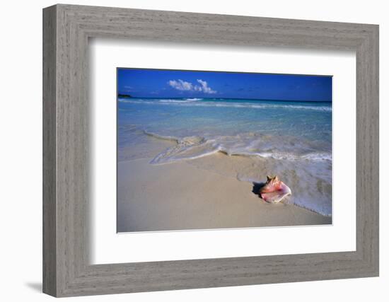 Conch Shell on Quiet Beach-Randy Faris-Framed Photographic Print