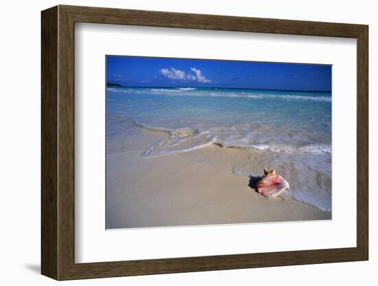 Conch Shell on Quiet Beach-Randy Faris-Framed Photographic Print