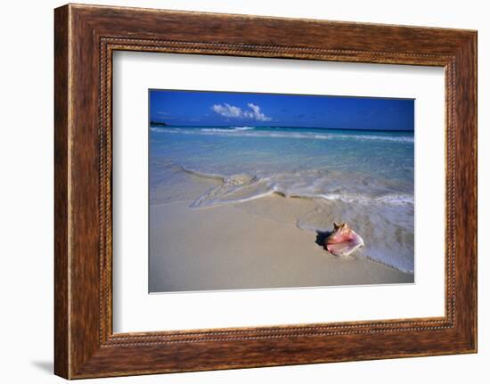 Conch Shell on Quiet Beach-Randy Faris-Framed Photographic Print