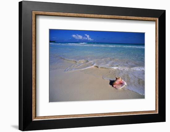 Conch Shell on Quiet Beach-Randy Faris-Framed Photographic Print