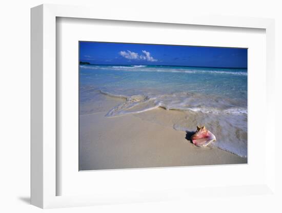 Conch Shell on Quiet Beach-Randy Faris-Framed Photographic Print