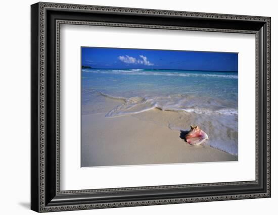 Conch Shell on Quiet Beach-Randy Faris-Framed Photographic Print