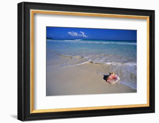 Conch Shell on Quiet Beach-Randy Faris-Framed Photographic Print