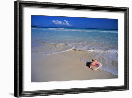 Conch Shell on Quiet Beach-Randy Faris-Framed Photographic Print