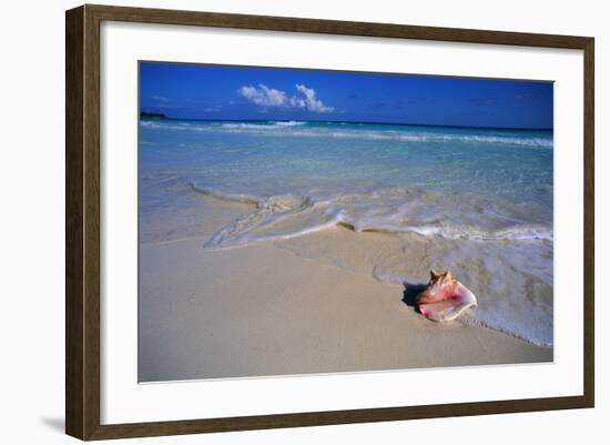 Conch Shell on Quiet Beach-Randy Faris-Framed Photographic Print