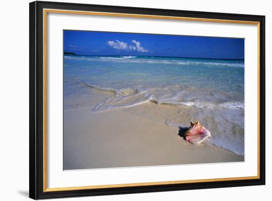 Conch Shell on Quiet Beach-Randy Faris-Framed Photographic Print