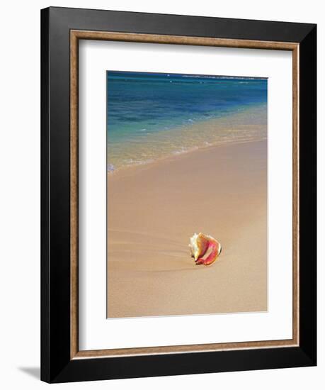 Conch Shell On The Seven Mile Beach-George Oze-Framed Photographic Print