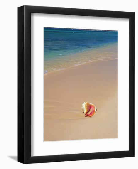 Conch Shell On The Seven Mile Beach-George Oze-Framed Photographic Print