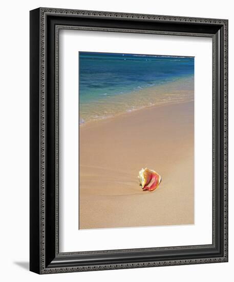 Conch Shell On The Seven Mile Beach-George Oze-Framed Photographic Print