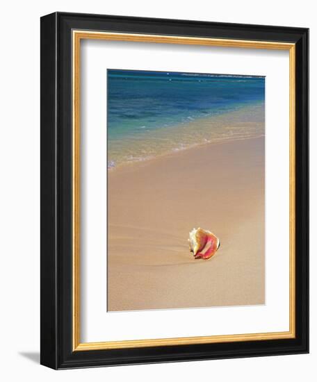 Conch Shell On The Seven Mile Beach-George Oze-Framed Photographic Print