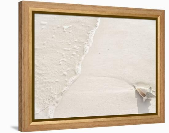 Conch Shell Washed Up on Grace Bay Beach, Providenciales, Turks and Caicos Islands, West Indies-Kim Walker-Framed Premier Image Canvas