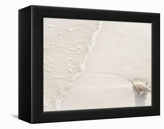 Conch Shell Washed Up on Grace Bay Beach, Providenciales, Turks and Caicos Islands, West Indies-Kim Walker-Framed Premier Image Canvas