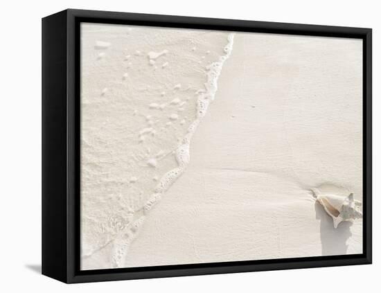 Conch Shell Washed Up on Grace Bay Beach, Providenciales, Turks and Caicos Islands, West Indies-Kim Walker-Framed Premier Image Canvas