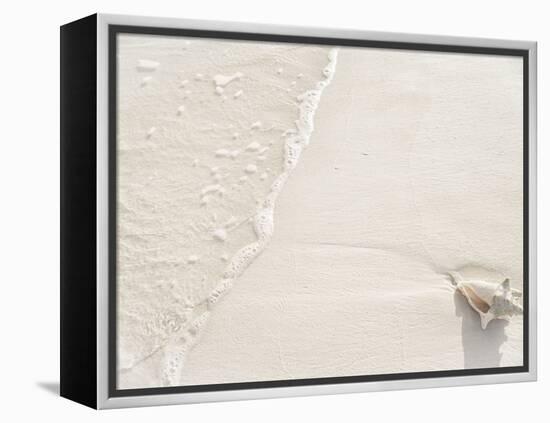 Conch Shell Washed Up on Grace Bay Beach, Providenciales, Turks and Caicos Islands, West Indies-Kim Walker-Framed Premier Image Canvas