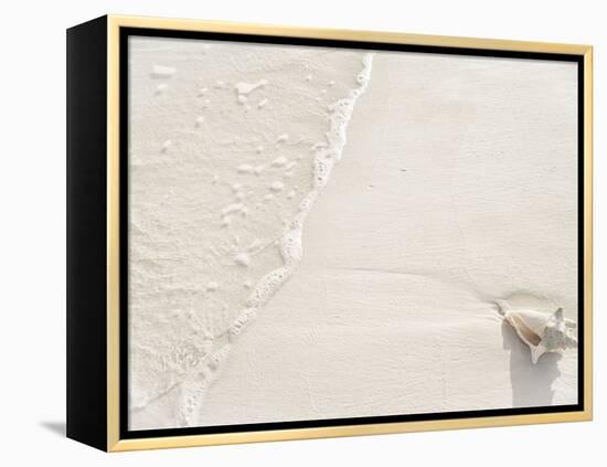 Conch Shell Washed Up on Grace Bay Beach, Providenciales, Turks and Caicos Islands, West Indies-Kim Walker-Framed Premier Image Canvas