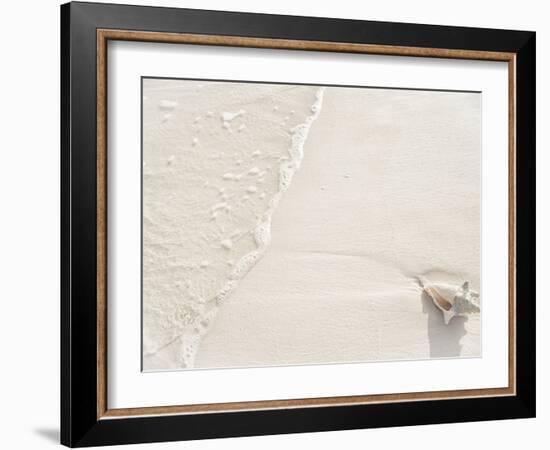 Conch Shell Washed Up on Grace Bay Beach, Providenciales, Turks and Caicos Islands, West Indies-Kim Walker-Framed Photographic Print