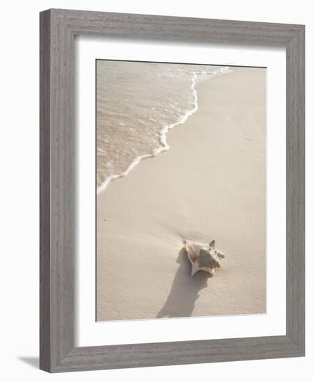 Conch Shell Washed Up on Grace Bay Beach, Providenciales, Turks and Caicos Islands, West Indies-Kim Walker-Framed Photographic Print