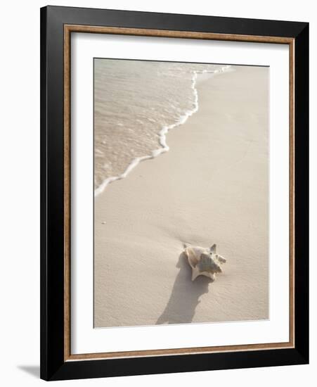 Conch Shell Washed Up on Grace Bay Beach, Providenciales, Turks and Caicos Islands, West Indies-Kim Walker-Framed Photographic Print