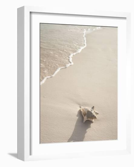 Conch Shell Washed Up on Grace Bay Beach, Providenciales, Turks and Caicos Islands, West Indies-Kim Walker-Framed Photographic Print