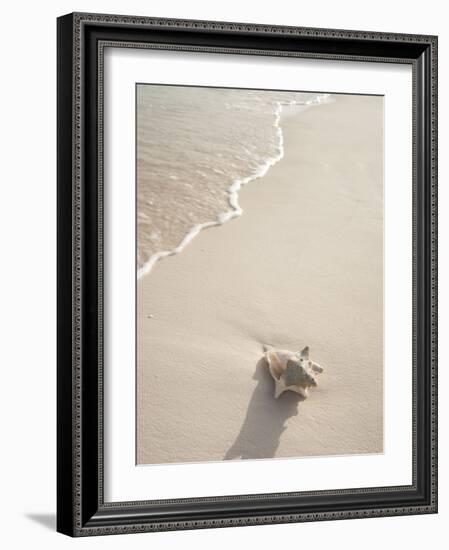 Conch Shell Washed Up on Grace Bay Beach, Providenciales, Turks and Caicos Islands, West Indies-Kim Walker-Framed Photographic Print