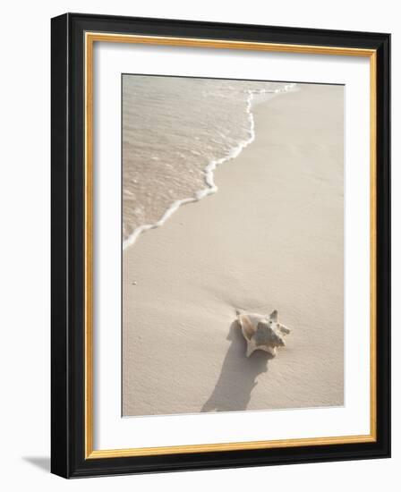 Conch Shell Washed Up on Grace Bay Beach, Providenciales, Turks and Caicos Islands, West Indies-Kim Walker-Framed Photographic Print