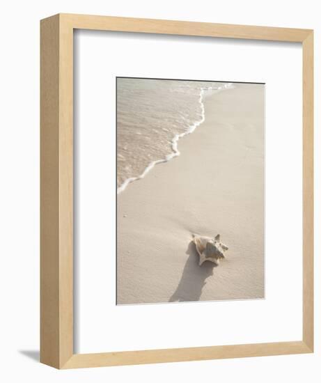 Conch Shell Washed Up on Grace Bay Beach, Providenciales, Turks and Caicos Islands, West Indies-Kim Walker-Framed Photographic Print