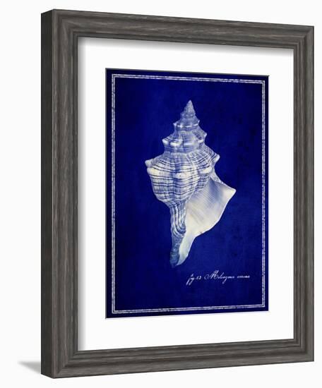 Conch Shell-GI ArtLab-Framed Giclee Print