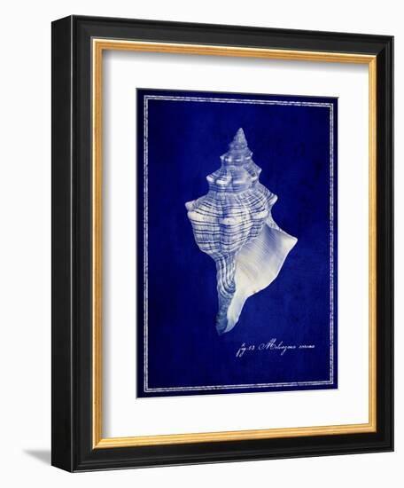 Conch Shell-GI ArtLab-Framed Giclee Print