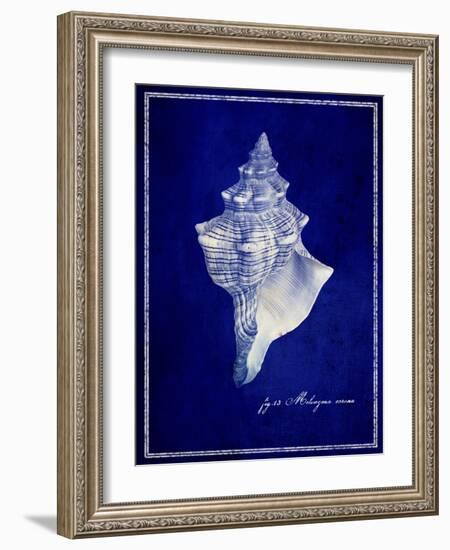 Conch Shell-GI ArtLab-Framed Giclee Print