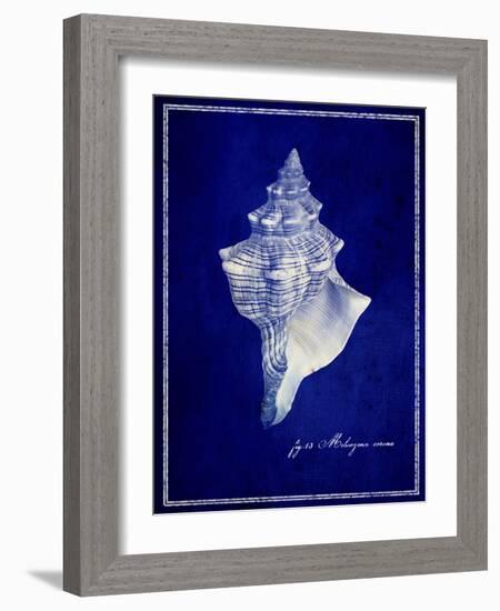 Conch Shell-GI ArtLab-Framed Giclee Print