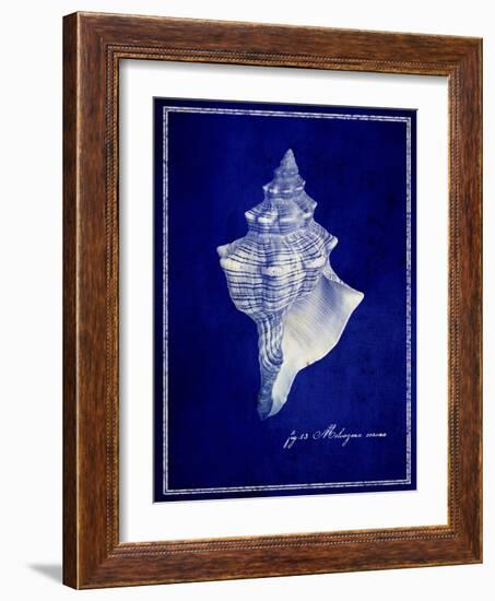 Conch Shell-GI ArtLab-Framed Giclee Print