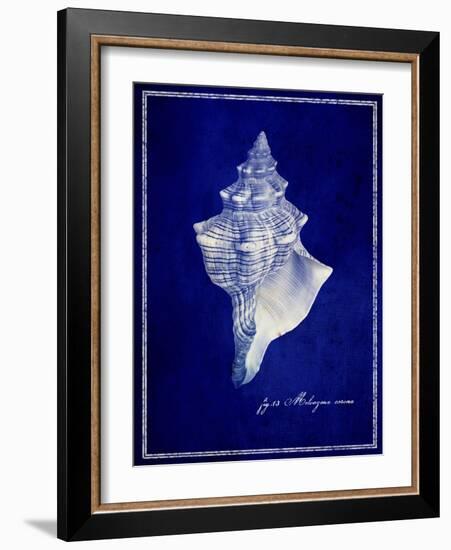 Conch Shell-GI ArtLab-Framed Giclee Print