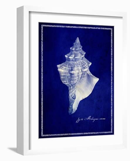 Conch Shell-GI ArtLab-Framed Giclee Print