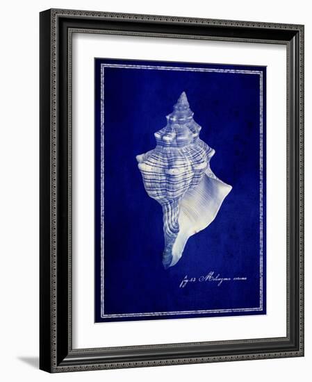 Conch Shell-GI ArtLab-Framed Giclee Print