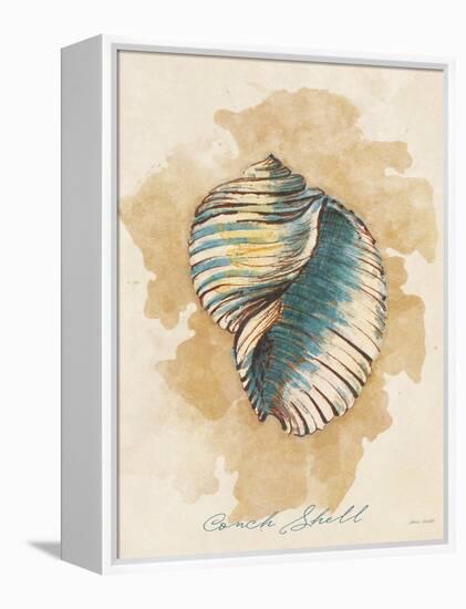 Conch Shell-Lanie Loreth-Framed Stretched Canvas