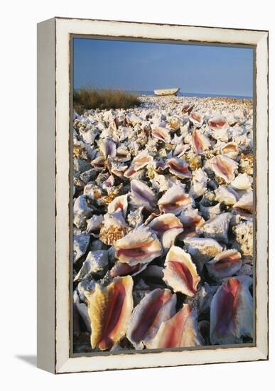 Conch Shells-David Nunuk-Framed Premier Image Canvas