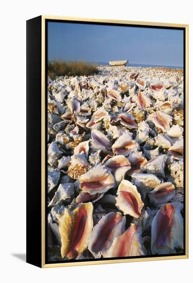 Conch Shells-David Nunuk-Framed Premier Image Canvas