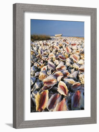 Conch Shells-David Nunuk-Framed Photographic Print