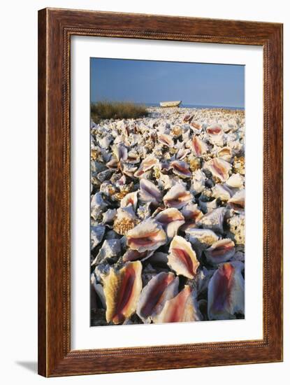 Conch Shells-David Nunuk-Framed Photographic Print