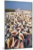 Conch Shells-David Nunuk-Mounted Photographic Print