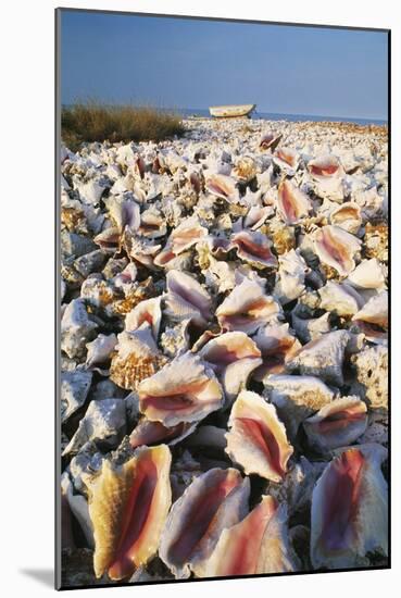 Conch Shells-David Nunuk-Mounted Photographic Print