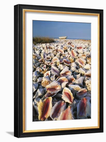 Conch Shells-David Nunuk-Framed Photographic Print