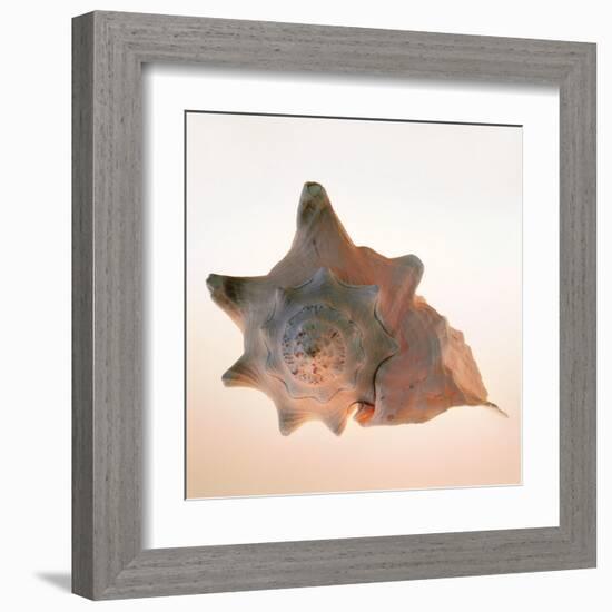 Conch-Tom Artin-Framed Art Print