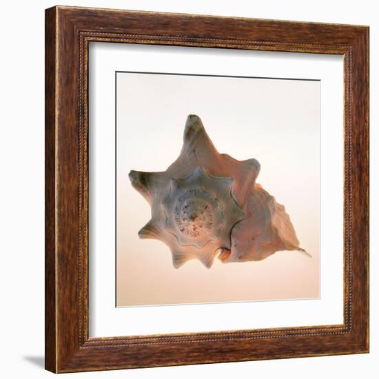 Conch-Tom Artin-Framed Art Print