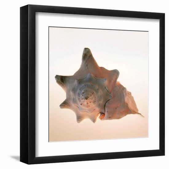 Conch-Tom Artin-Framed Art Print