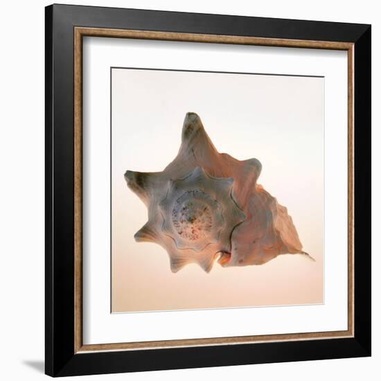 Conch-Tom Artin-Framed Art Print