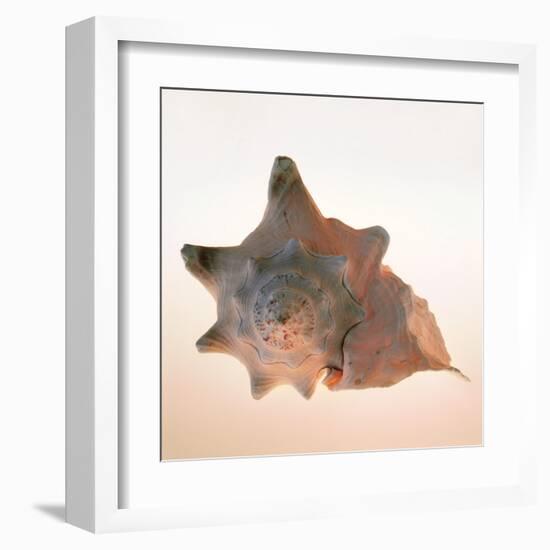 Conch-Tom Artin-Framed Art Print