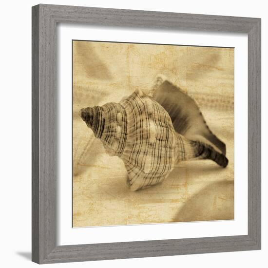 Conch-John Seba-Framed Photo