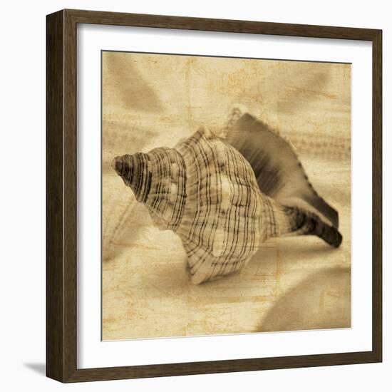 Conch-John Seba-Framed Photo